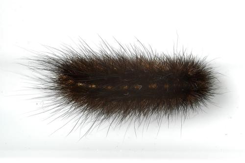 Phragmatobia fuliginosa